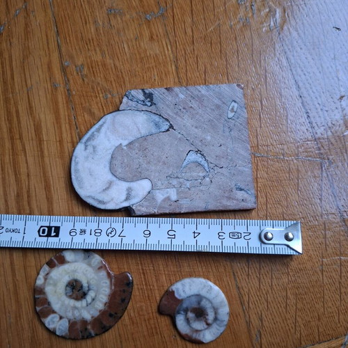 Polished Ammonite Fossils like new