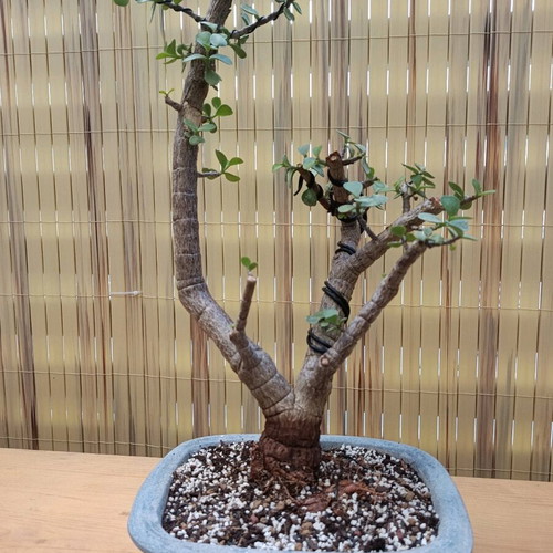 Portulacaria afra bonsai 41cm new