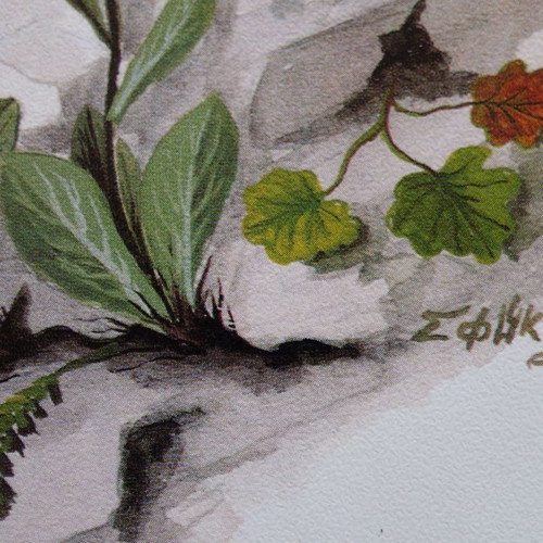 Set of 4 used watercolor reproductions with wildflowers