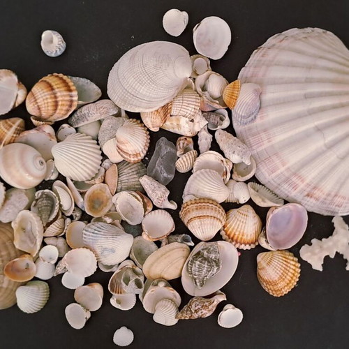 Collection of natural seashells like new, 2 kg with vase