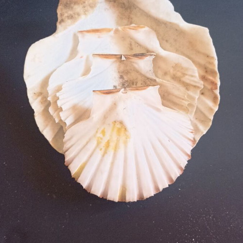 Natural Scallop Shells Set of 4 Like New