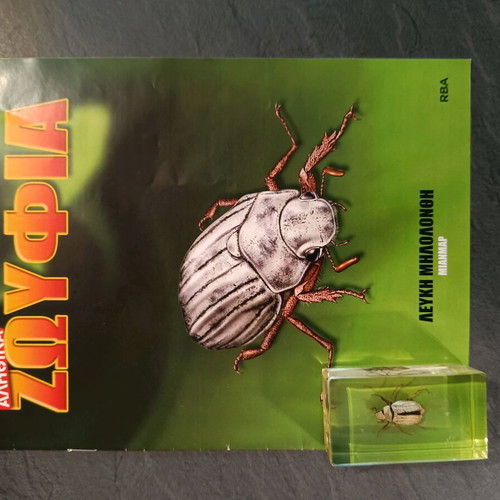 Alithina Zofyfia Issue 15 used