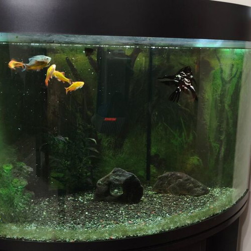Corner aquarium 160 liters with fish, complete setup