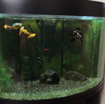 Corner aquarium 160 liters with fish, complete setup