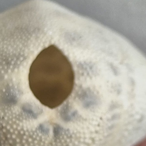 Decorative sea potato and sea urchin shells like new, set of three