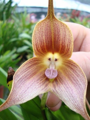 Dracula Simia Orchid Seeds used, pack of 10, rare monkey orchid