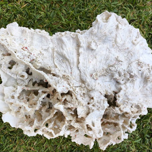Old Marine Decorative Coral like new, 45 cm length