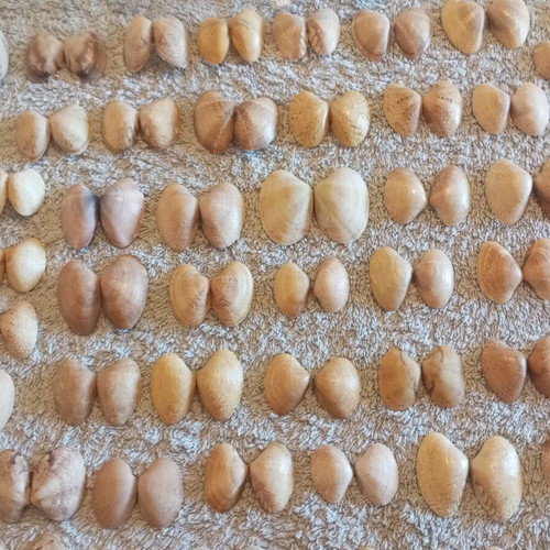 Natural butterfly-type seashells and rare oysters for decoration