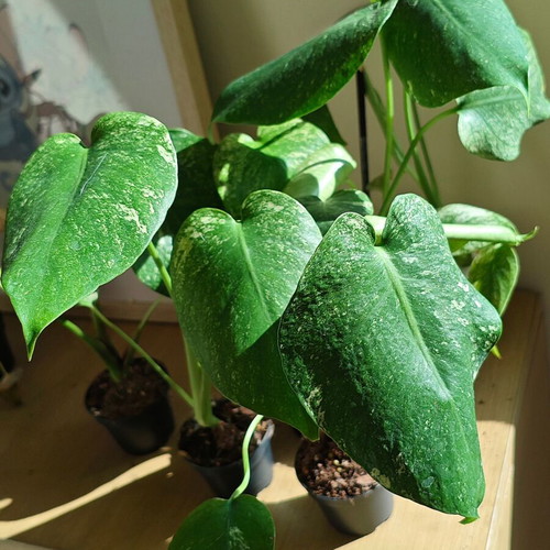 Monstera Mint plant