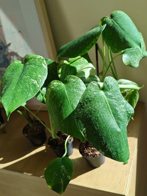 Monstera Mint plant