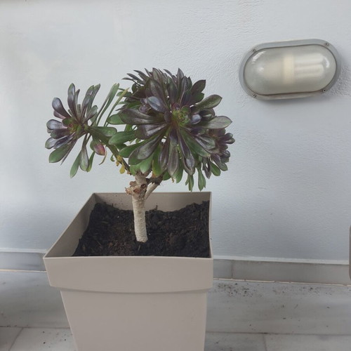Succulent plant 50 cm height in large pot with drainage holes