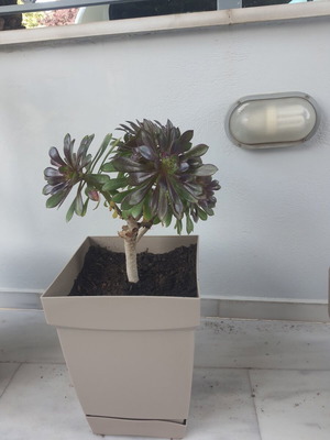 Succulent plant 50 cm height in large pot with drainage holes