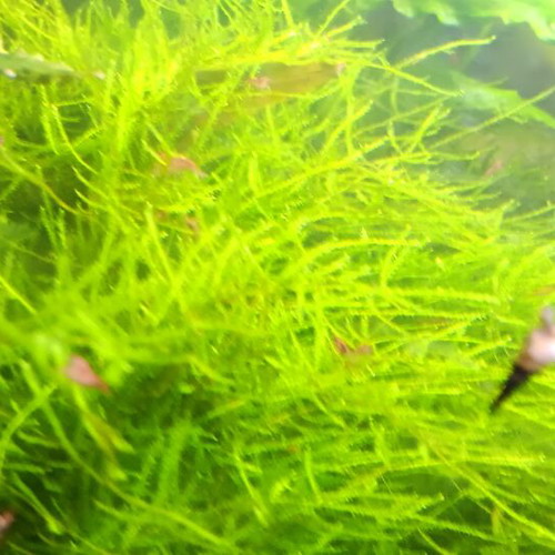 Java moss aquarium plant