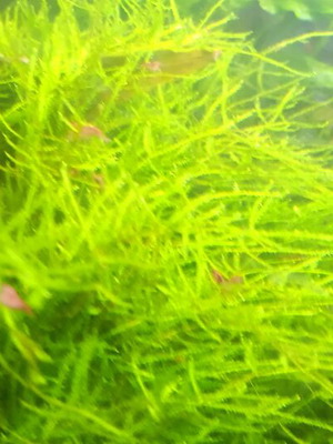 Java moss aquarium plant