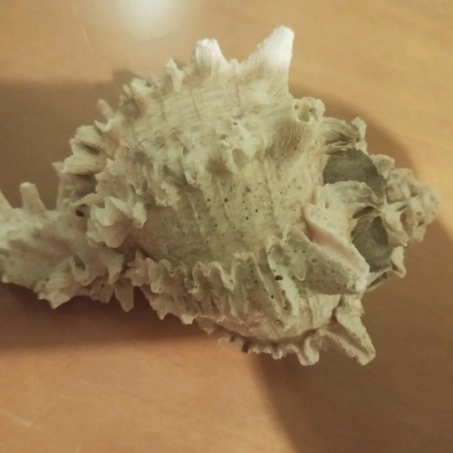 Shell 13cm used with pink beige gray colors