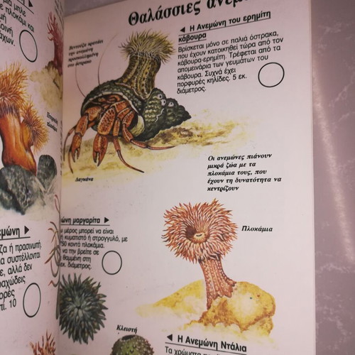 Usborne Observation Guide The Seashore