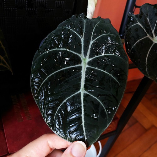 Alocasia Black Velvet XS houseplant