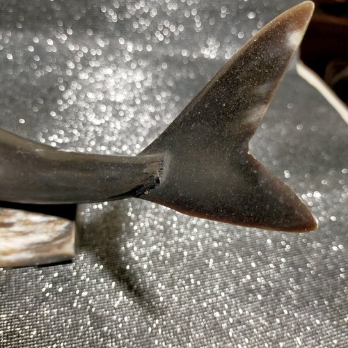 Decorative fish used