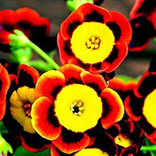 25 Seeds Tricolor Rare Petunia Exotic Flowering