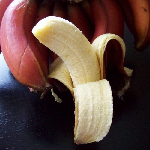 Musa acuminata Red Dacca red banana seeds, pack of 20