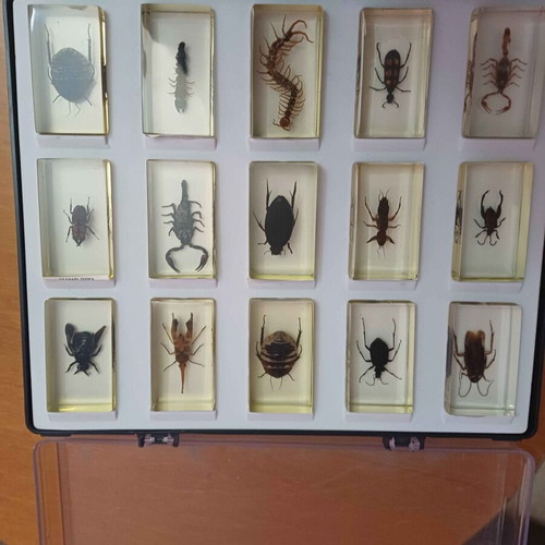 DeAGOSTINI complete insect collection, 85 insects