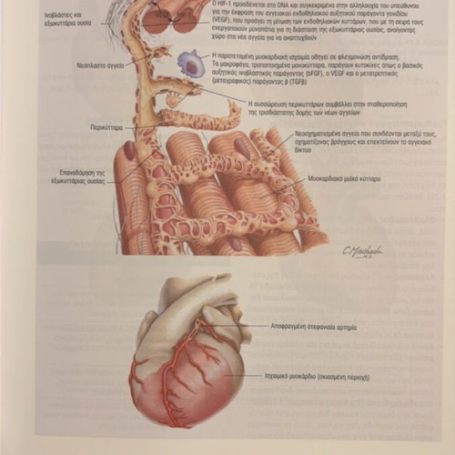 Netter's Clinical Anatomy and Neuroanatomy book new