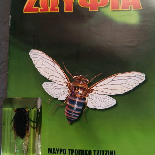 Alithina Zoyfia Issue 6 used