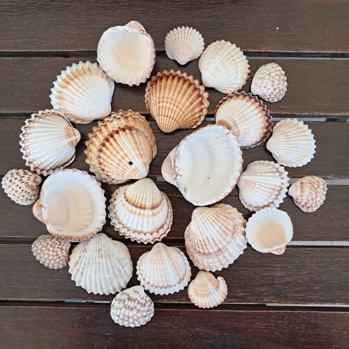 Natural seashell collection like new, pack of 25, various sizes