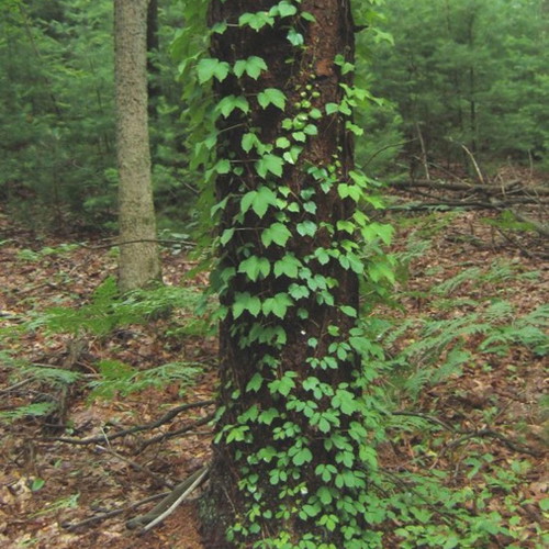 Parthenocissus Tricuspidata climbing plant seeds, pack of 25