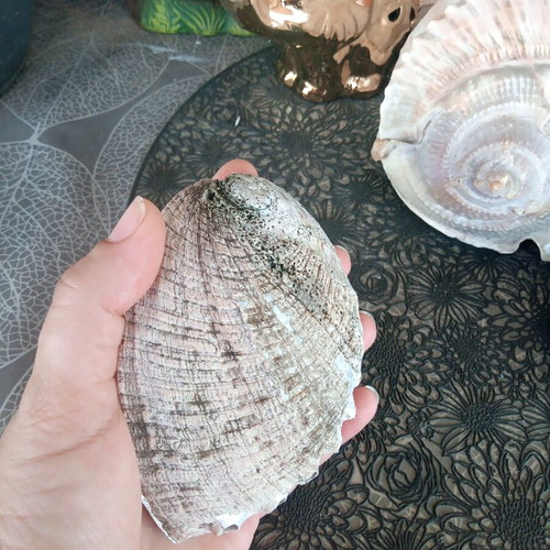 Natural abalone shell mother-of-pearl like new, large size 12.7 cm, iridescent