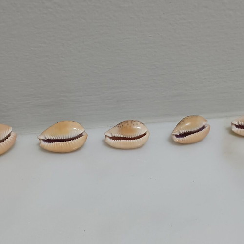 Cypriot Spurca shells new, sizes 30, 28, 26, 24, 23 mm