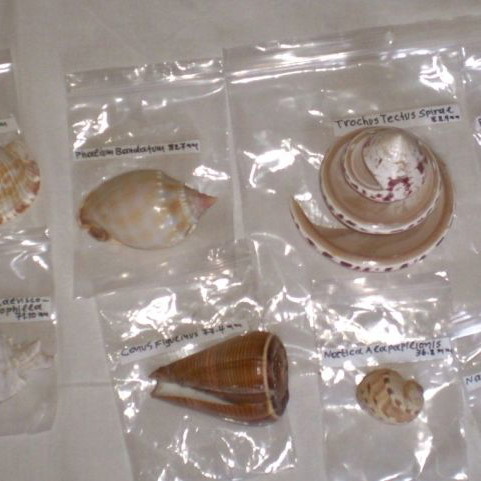 Natural sea shells used, collection of 137 pieces, selected