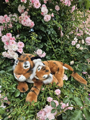 Tiger with baby like new