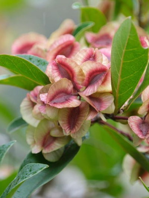 Семена Dodonaea viscosa комплект от 15, нови