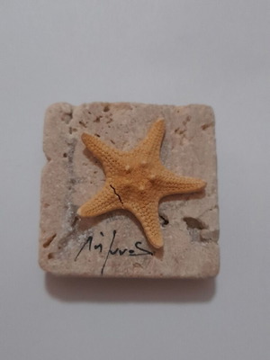 Handmade magnet from Limnos with natural porous stone and dried starfish