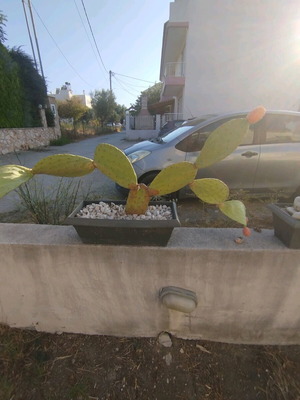 Opuntia ficus Indica cactus like new