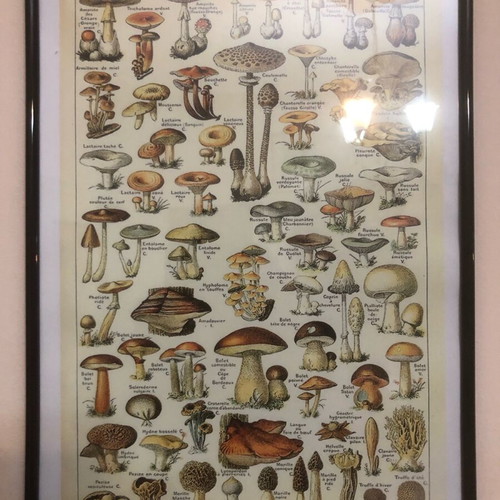 Mushroom species print new