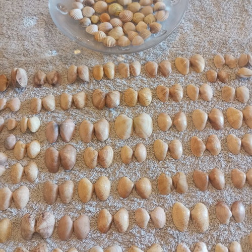 Natural butterfly-type seashells and rare oysters for decoration
