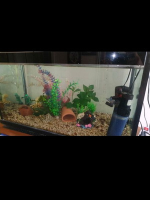 Aquarium used 140lt with filters, air pump and heater