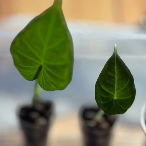 Alocasia baby plant