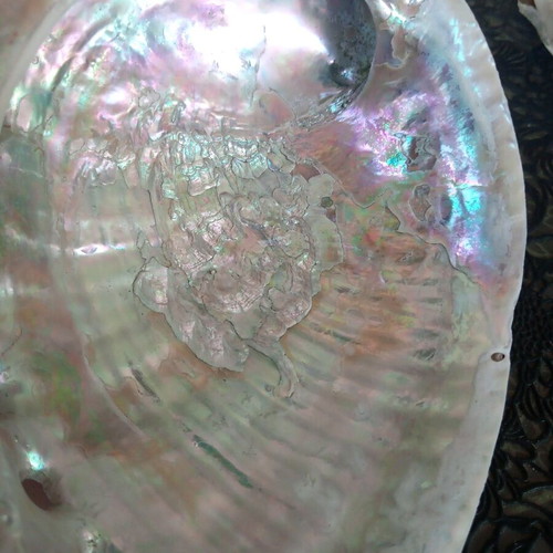 Natural abalone shell mother-of-pearl like new, large size 12.7 cm, iridescent