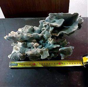 κοράλι μπλε μεγάλο μέγεθος