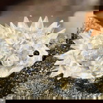  Swarovski Διακοσμητική Μινιατούρα Σκατζόχοιρος
