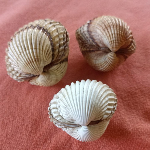 Nautical Decor Set 3 Natural Double Cockle Shells Acanthocardia like new