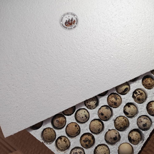 Quail Eggs for Incubation Mixed Jumbo Large Japanese Giant Polar