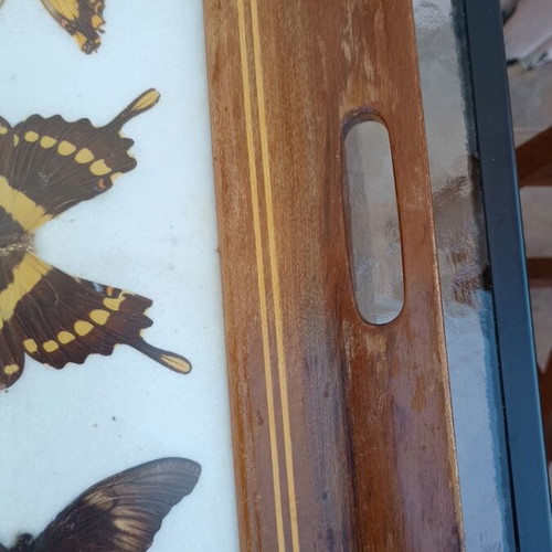 Vintage serving tray with butterfly collection used
