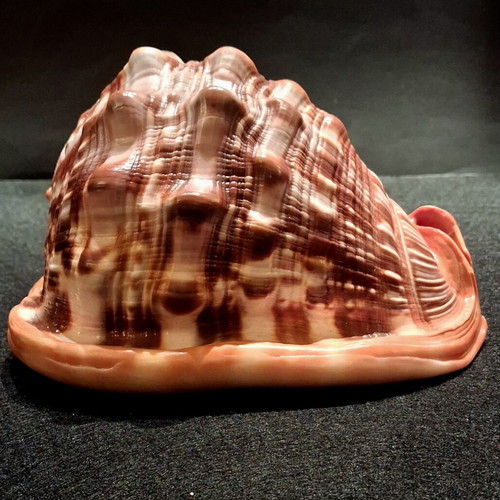 Cypraecassis rufa shell new, tropical bullmouth cameo specimen