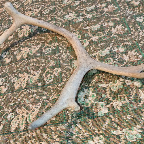 Northern deer antler like new, size as shown