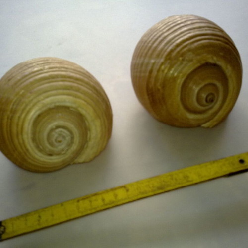 Decorative seashells like new, pack of two, approx. 10cm diameter