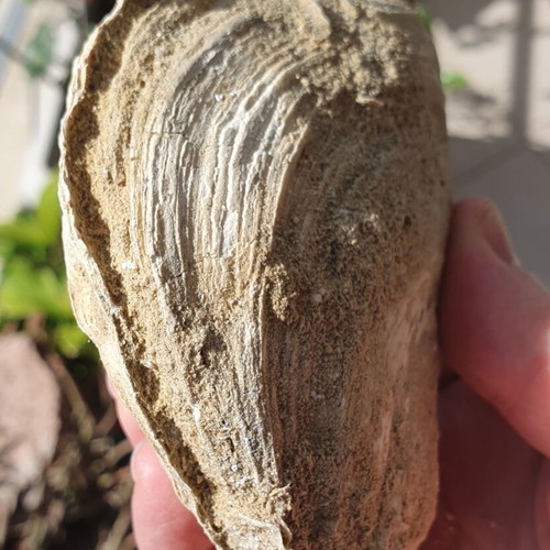 Fossilized Ostrea Oyster from East Attica, Pliocene Era